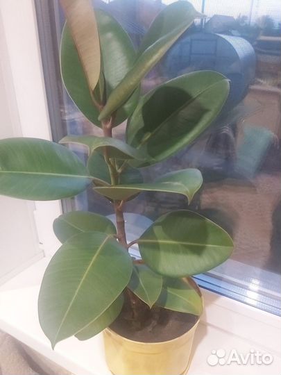 Фикус каучуконосный эластика