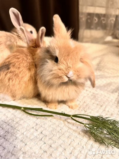 Декоративные кролики вислоухие мини