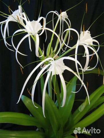 Гименокаллис, гипеаструм, хойя и др