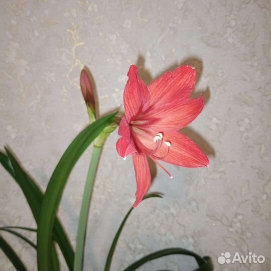 Гиппиаструм