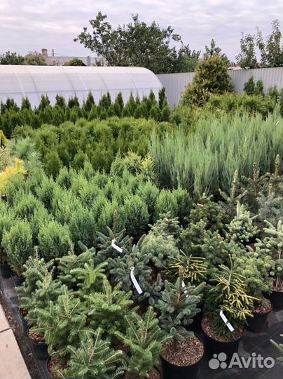 Можжевельник Стрикта, Олд голд, Лайм глоу и другие