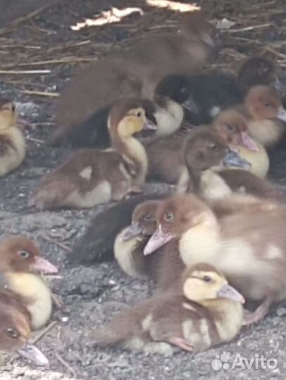 Утята индоутки