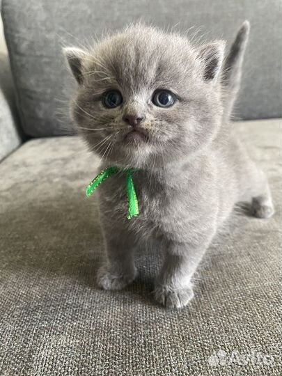 Британские котята