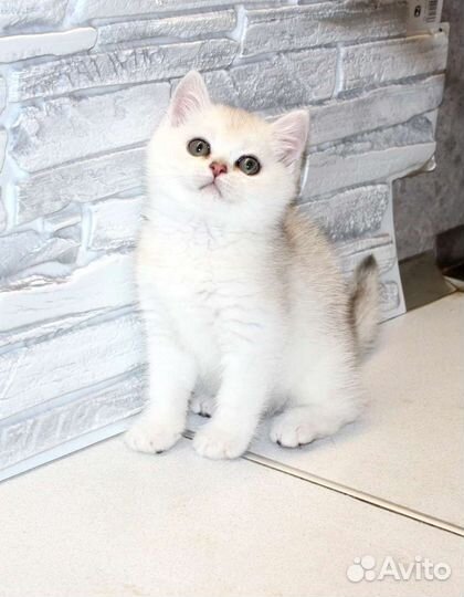 Британские котята