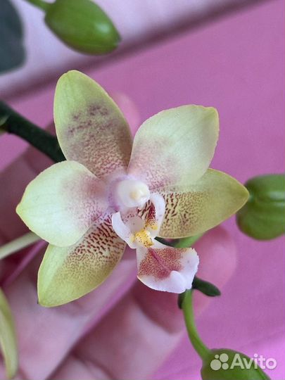Орхидея фаленопсис