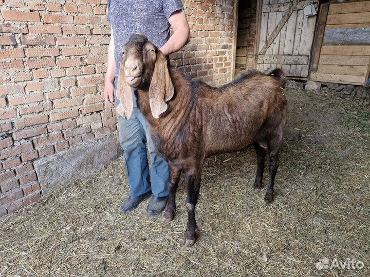 Козел Камори