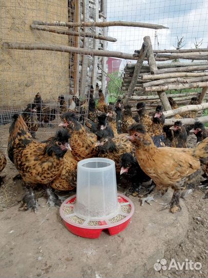 Петушки и курочки