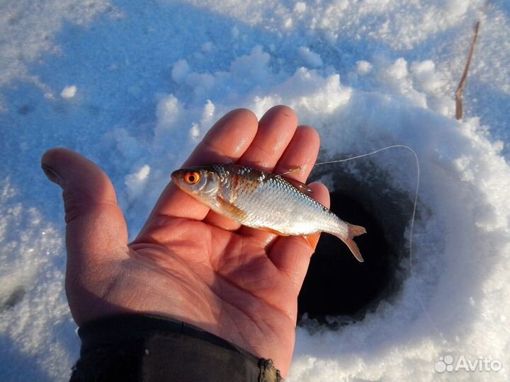 Живец карась