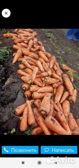 Продам морковь