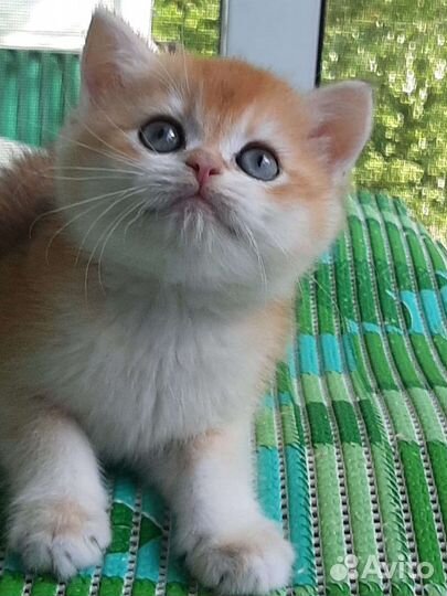 Золотые британские котята