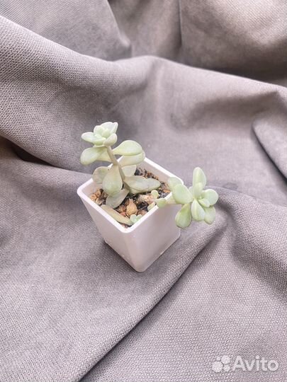 Суккуленты домашние