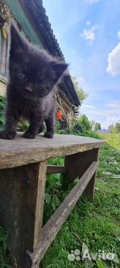 Кошка бесплатно