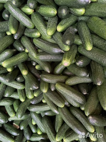 Огурцы свежие оптом и в розницу луховицкие