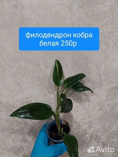 Филодендрон гигантум вариегатный, бурле макс и др