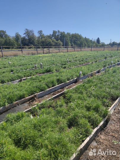 Саженцы сосны зкс