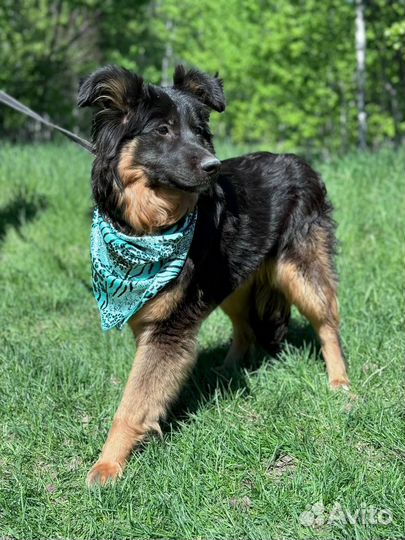 Щенок молодая собака из приюта ищет дом и семью