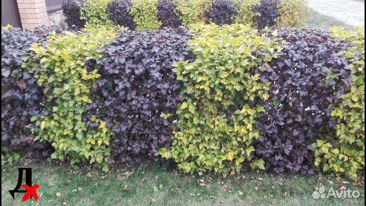 Пузыреплодник