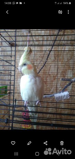 Птенцы корелла