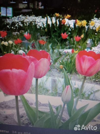 Луковицы тюльпанов