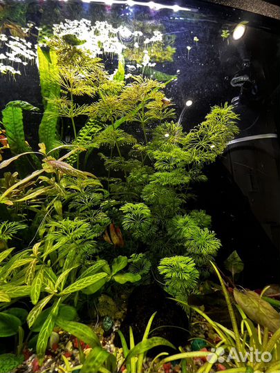 Растения для аквариума