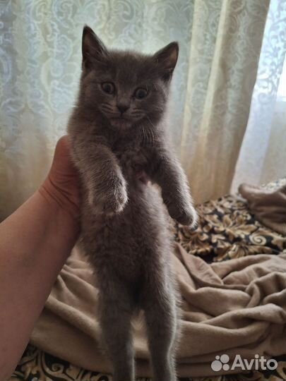 Шотландская