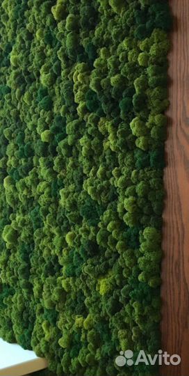 Стабилизированный ягель мох