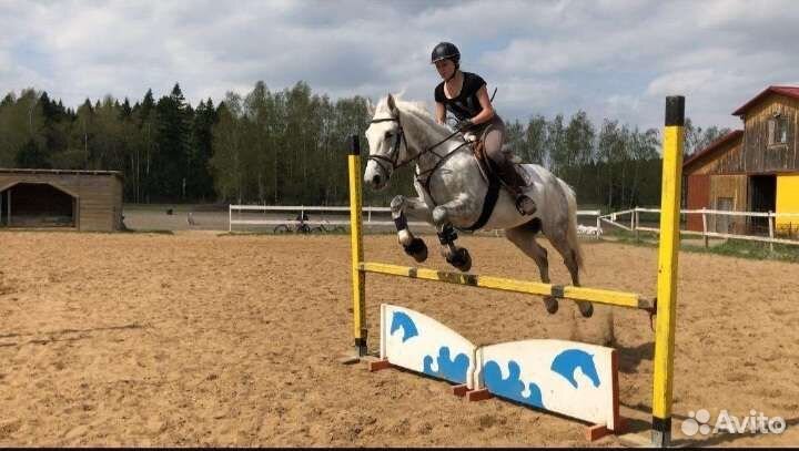 Орловский мерин