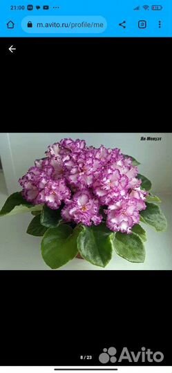 Фиалки листики обмен