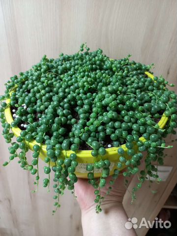 Крестовник, седум