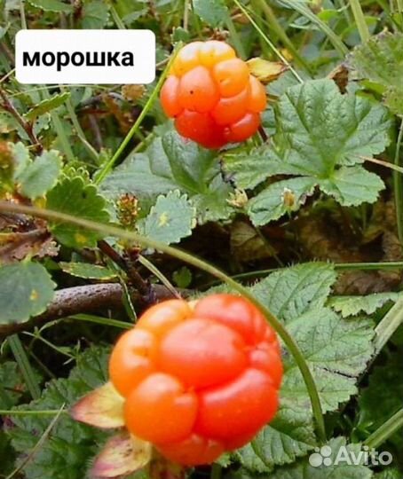 Семена морошки черники брусники