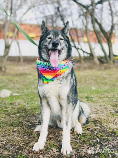 Гром.собака из приюта