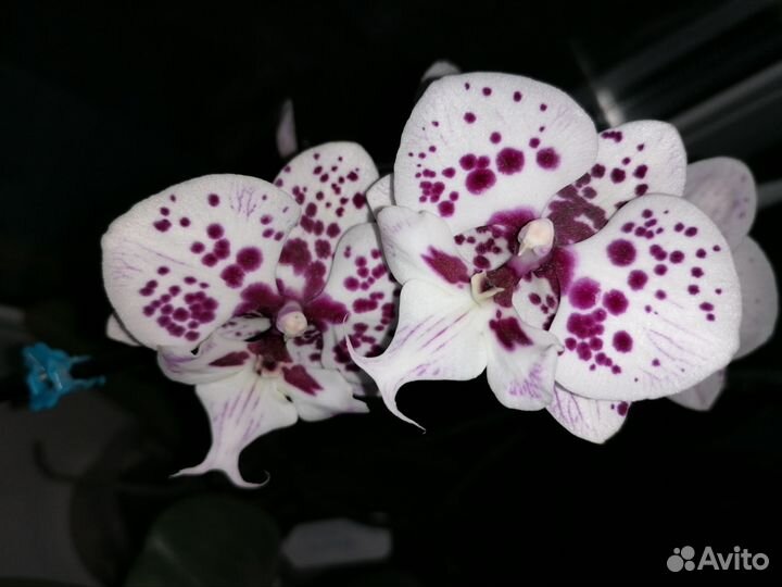 Орхидея фаленопсис
