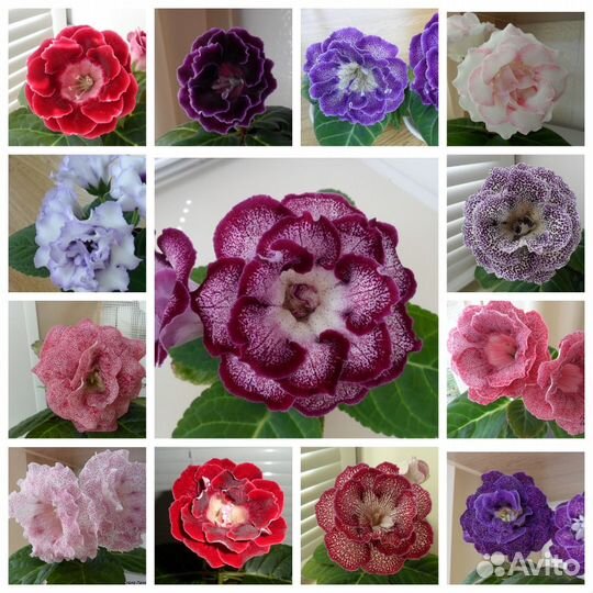 Глоксинии (смесь)