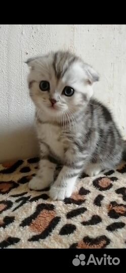 Шотландские котята