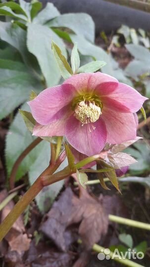 Морозник кавказский