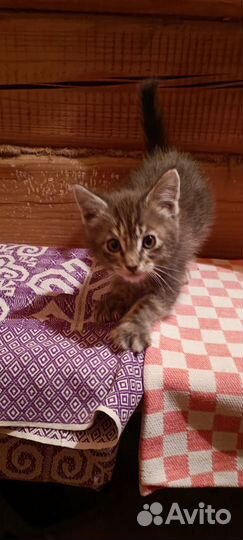 Котëнок в добрые руки