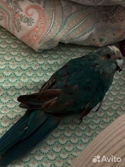 Ручной попугай