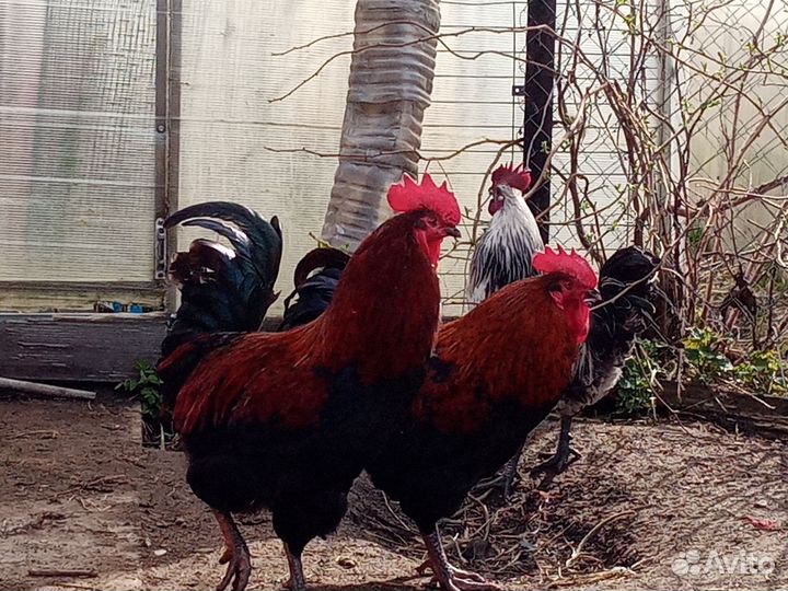 Петухи годовалые