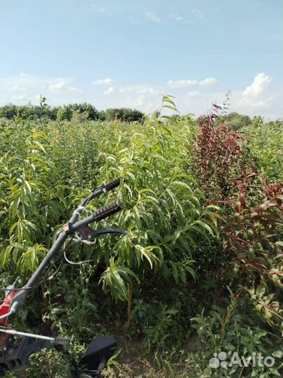 Саженцы черешни вишни абрикоса слив персека