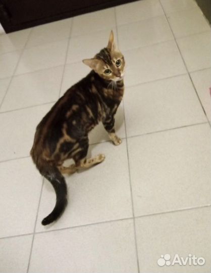 Бенгальская