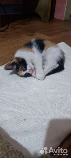 Котята в добрые руки бесплатно