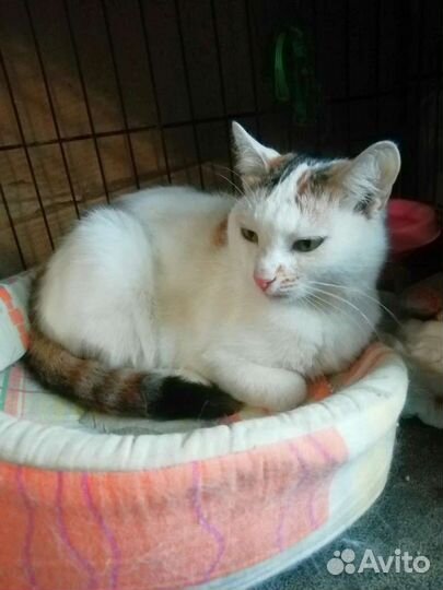 Кошечка Эля