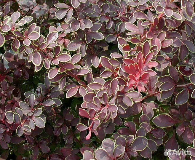 Барбарисы Тунберга Coronita, Сенсейшн