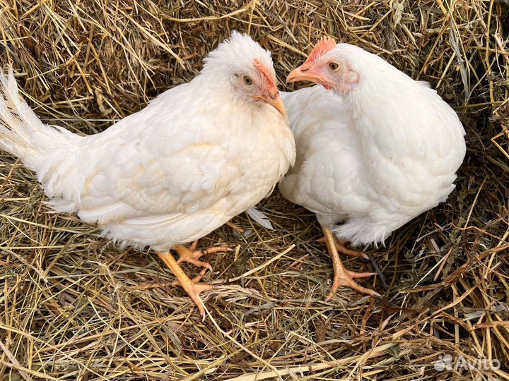 Куры несушки