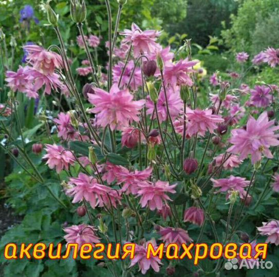 Многолетники