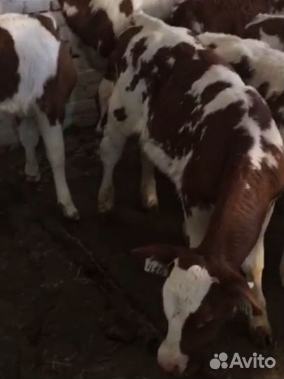 Бычки и телята