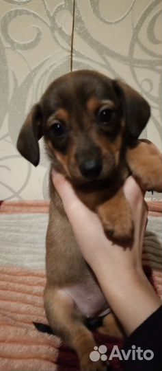 Помесь таксы