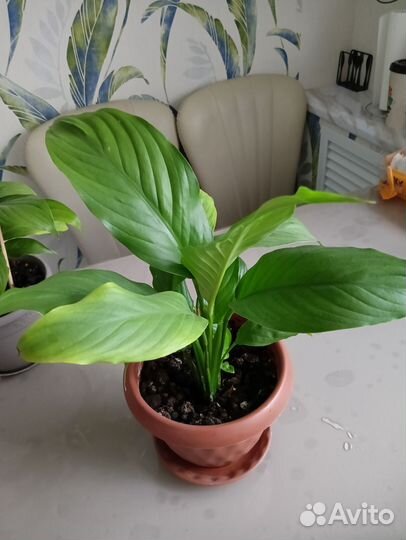 Спатифиллум