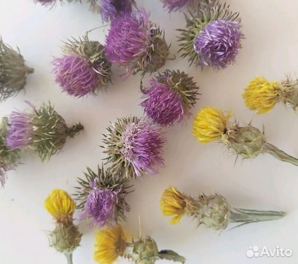 Сухоцвет Чертополох.Чертогон