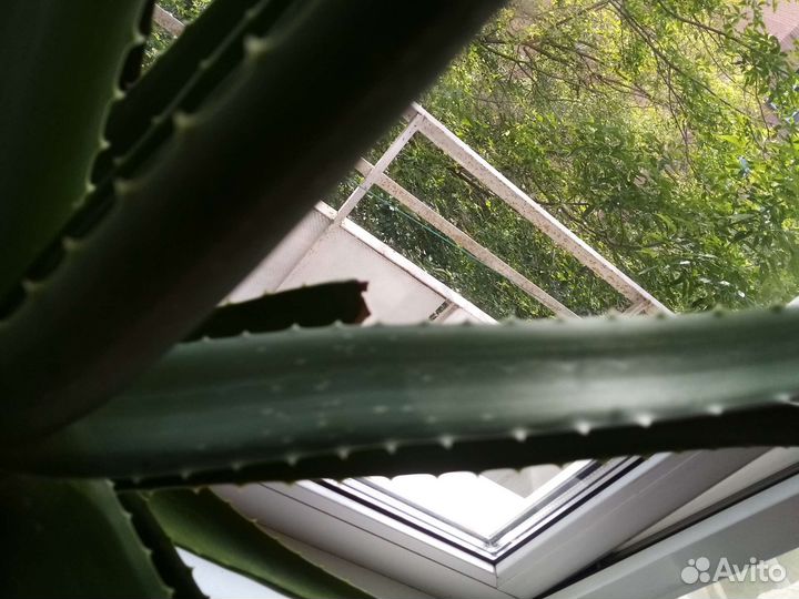 Алое цветок многолетний(около 5 лет)